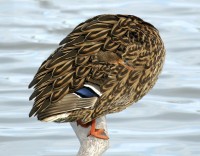 https://www.studiodaubal.com:443/files/gimgs/th-153_canards ff.jpg
